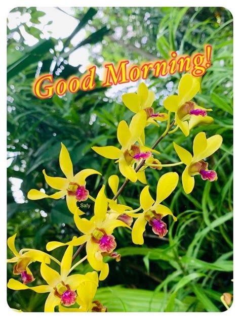 good morning orchid|Good Morning Orchids Flowers